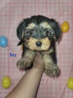 Leo, a male Yorkipoo and Yorkshire Terrier for sale in Gilbert, AZ – Photo 1 of 2