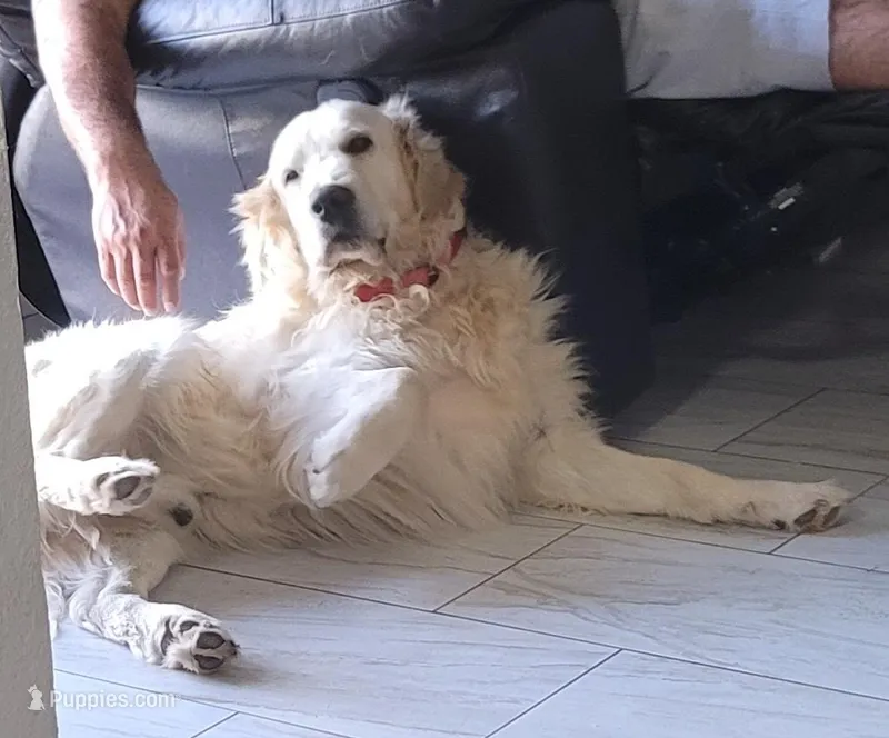 Bro – English Cream Golden Retriever puppy for sale in Gilbert, AZ