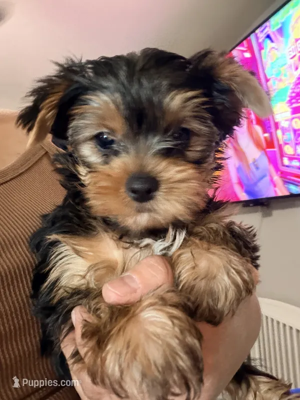 LEO AKC  – Yorkshire Terrier puppy for sale in Gilbert, AZ