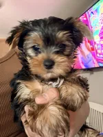 LEO AKC , a male Yorkshire Terrier for sale in Gilbert, AZ – 1 of 2