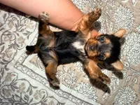 Louie, a male Yorkshire Terrier for sale in Gilbert, AZ – 1 of 1