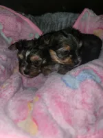 Andy, a male Yorkshire Terrier for sale in Gilbert, AZ – Photo 1 of 5