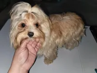 Andy, a male Yorkshire Terrier for sale in Gilbert, AZ – Photo 2 of 5