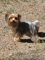 Andy, a male Yorkshire Terrier for sale in Gilbert, AZ – Photo 5 of 5