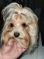 Andy, a male Yorkshire Terrier for sale in Gilbert, AZ – Photo 3 of 5