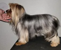 Andy, a male Yorkshire Terrier for sale in Gilbert, AZ – Photo 4 of 5