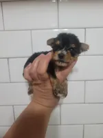 Tiny 2.5 lb teacup, a female Yorkshire Terrier for sale in Gilbert, AZ – Photo 2 of 3