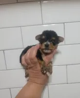 Tiny 2.5 lb teacup, a female Yorkshire Terrier for sale in Gilbert, AZ – Photo 1 of 3