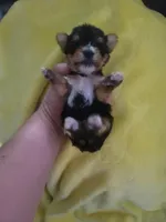 Tiny 2.5 lb teacup, a female Yorkshire Terrier for sale in Gilbert, AZ – Photo 3 of 3