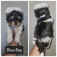 Biewer Puppies, a male Biewer for sale in Gilbert, AZ – Photo 2 of 9