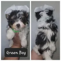 Biewer Puppies, a male Biewer for sale in Gilbert, AZ – Photo 1 of 9