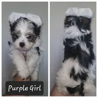 Biewer Puppies, a male Biewer for sale in Gilbert, AZ – Photo 3 of 9