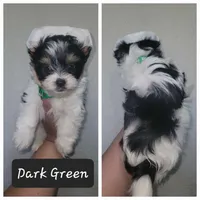 Biewer Puppies, a male Biewer for sale in Gilbert, AZ – Photo 4 of 9