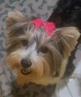 Biewer Puppies, a male Biewer for sale in Gilbert, AZ – Photo 8 of 9