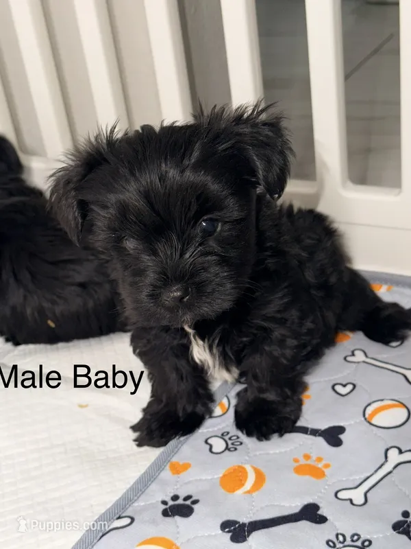 Baby – Yorkshire Terrier, Biewer puppy for sale in Gilbert, AZ