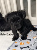Baby, a male Yorkshire Terrier and Biewer for sale in Gilbert, AZ – 1 of 1