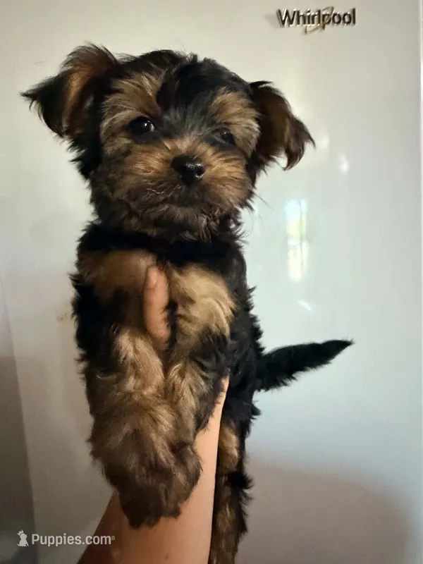 Rose AKC – Yorkshire Terrier puppy for sale in Gilbert, AZ