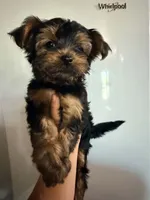 Rose AKC, a male Yorkshire Terrier for sale in Gilbert, AZ – 1 of 1