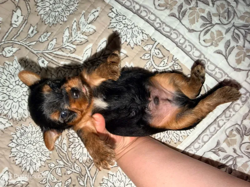 LEO – Yorkshire Terrier puppy for sale in Gilbert, AZ