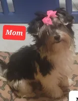 Rose, a female Yorkshire Terrier for sale in Gilbert, AZ – Photo 3 of 4