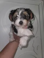 Rose, a female Yorkshire Terrier for sale in Gilbert, AZ – Photo 4 of 4