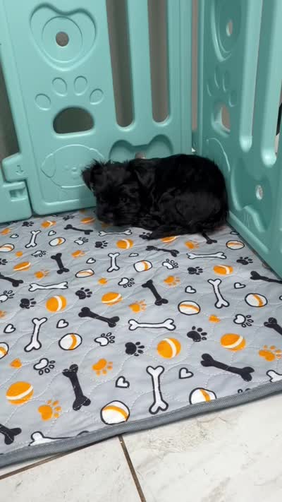Baby, a male Yorkshire Terrier and Biewer for sale in Gilbert, AZ – 2 of 2