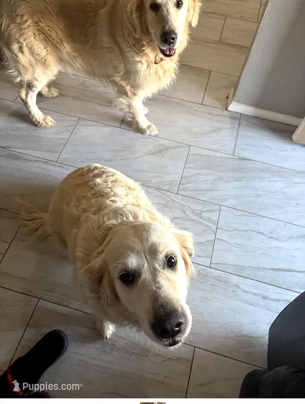 Goldens