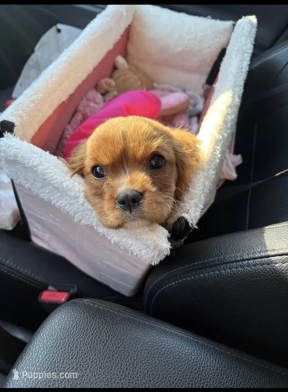 Sophia  – Cavalier King Charles Spaniel puppy for sale in West Haven, CT
