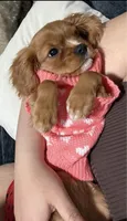 Sophia , a female Cavalier King Charles Spaniel for sale in West Haven, CT – 4 of 5