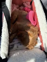 Sophia , a female Cavalier King Charles Spaniel for sale in West Haven, CT – 3 of 5
