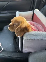 Sophia , a female Cavalier King Charles Spaniel for sale in West Haven, CT – 2 of 5