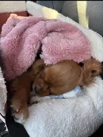 Sophia , a female Cavalier King Charles Spaniel for sale in West Haven, CT – 5 of 5