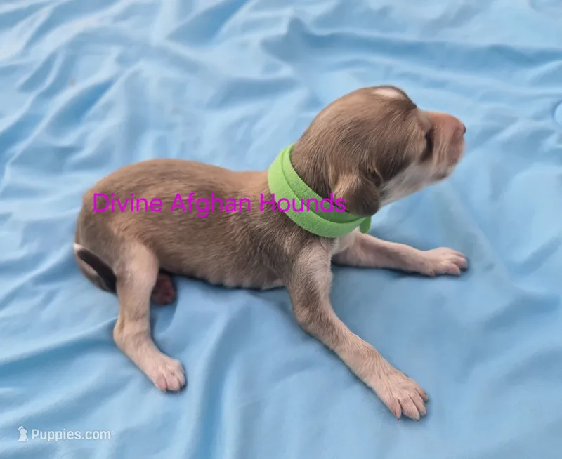Blake, a male Afghan Hound for sale in Shawano, WI – 1 of 2