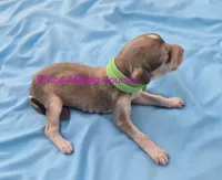 Blake, a male Afghan Hound for sale in Shawano, WI – 1 of 2