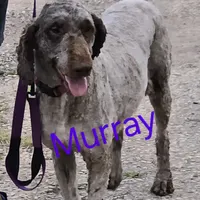 Murray, a male Poodle - Standard  for sale in Shawano, WI – Photo 2 of 4