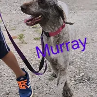 Murray, a male Poodle - Standard  for sale in Shawano, WI – Photo 4 of 4