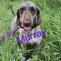 Murray, a male Poodle - Standard  for sale in Shawano, WI – Photo 1 of 4