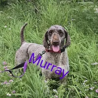 Murray, a male Poodle - Standard  for sale in Shawano, WI – Photo 3 of 4