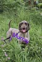 Murray, a male Poodle - Standard  for sale in Shawano, WI – Photo 3 of 4