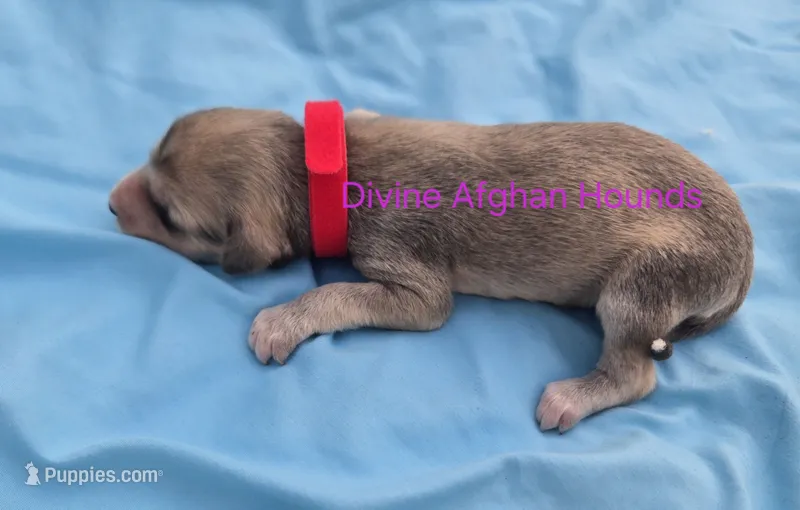 Brenda – Afghan Hound puppy for sale in Shawano, WI