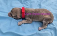 Brenda, a female Afghan Hound for sale in Shawano, WI – 1 of 1