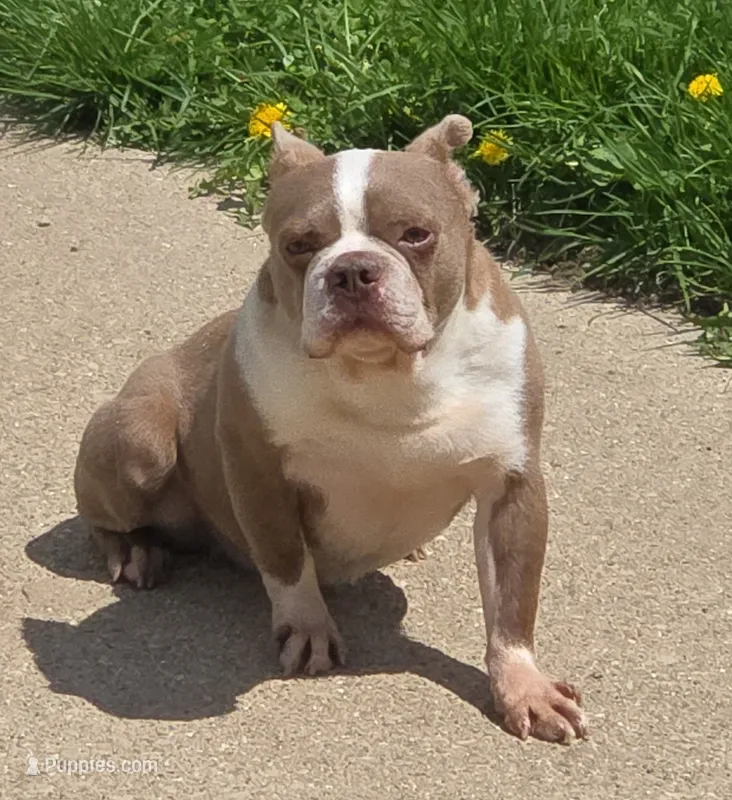 Mitch – Boston Terrier puppy for sale in Shawano, WI
