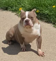 Mitch, a male Boston Terrier for sale in Shawano, WI – 1 of 3