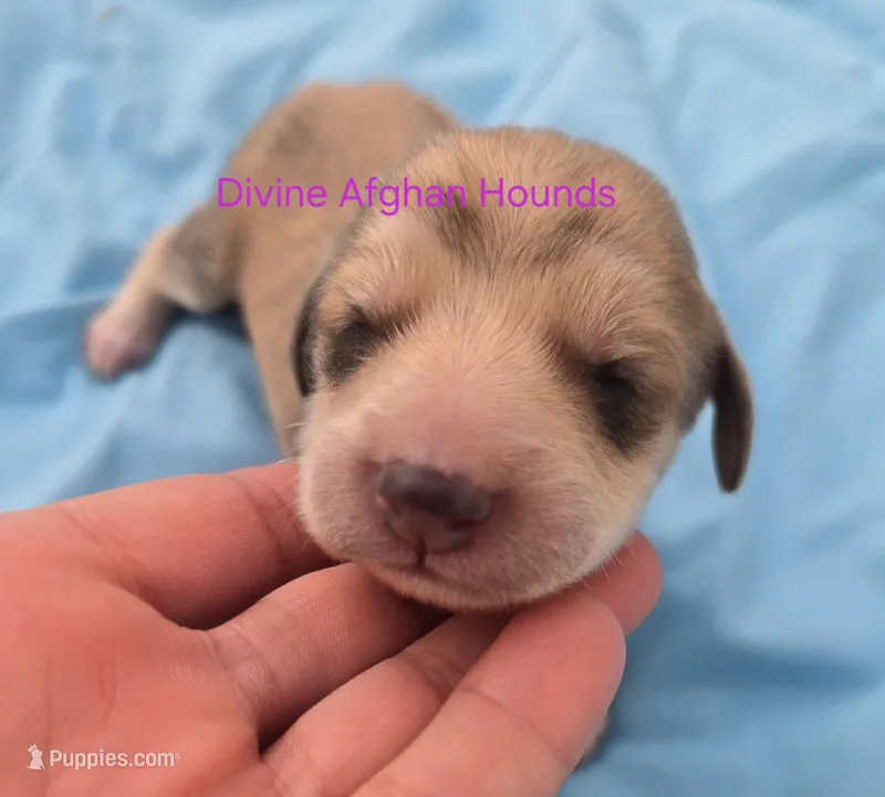 Baby – Afghan Hound puppy for sale in Shawano, WI