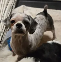 Ellie, a female Shih Tzu for sale in Shawano, WI – 1 of 1