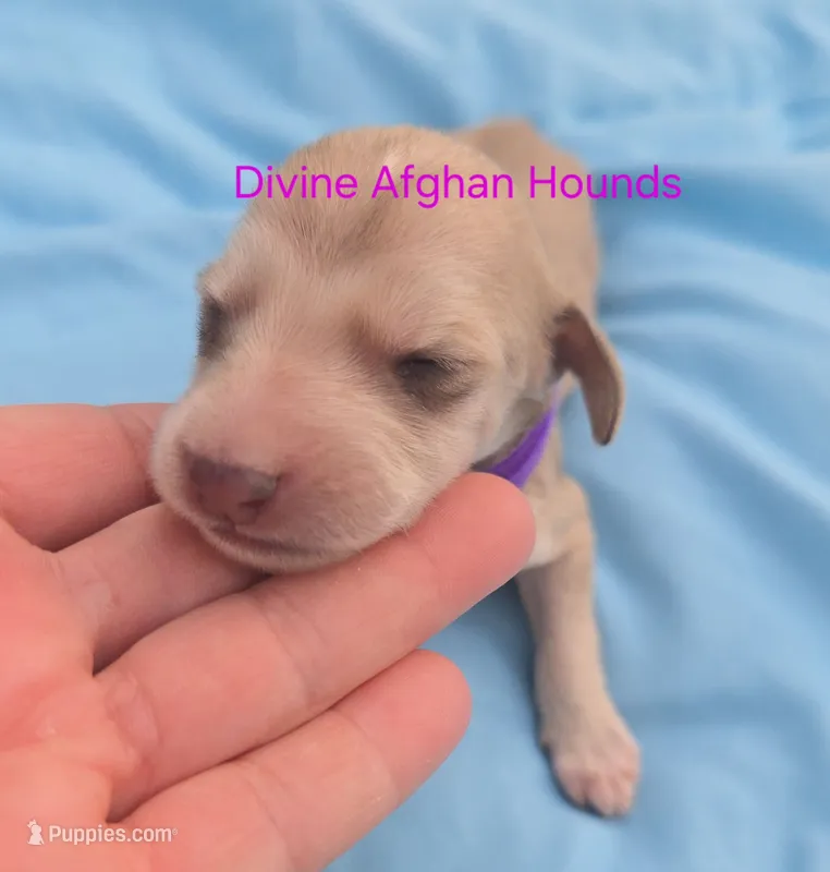 Brittany – Afghan Hound puppy for sale in Shawano, WI