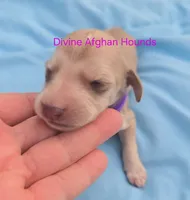 Brittany, a female Afghan Hound for sale in Shawano, WI – 1 of 2