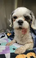 Ellie, a female Shih Tzu for sale in Shawano, WI – 2 of 2