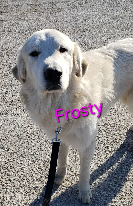 Frosty