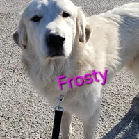 Frosty, a male Great Pyrenees for sale in Shawano, WI – 1 of 1